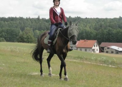 oboz-konie-2017-4-4-0008