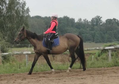 oboz-konie-2017-9-1-0034